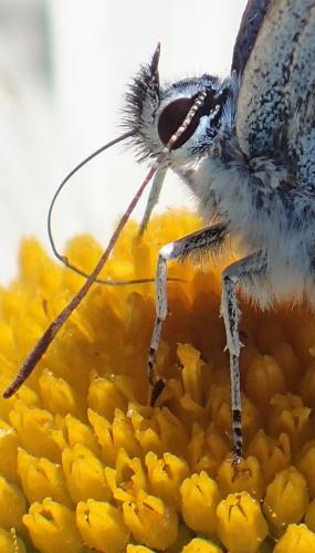 Réf. 208 788 : Plebejus argus